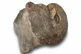 Toarcian Ammonite (Osperlioceras?) Fossil - France #251773-1
